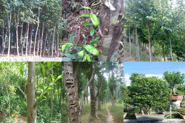 沉香链价格1679271604306 沉香链价格1679271604306