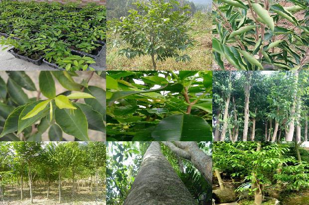 沉香链价格1679271604353 沉香链价格1679271604353