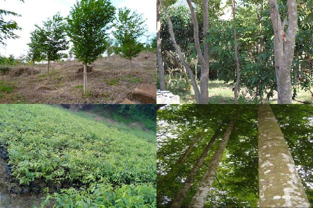 沉香曲价格1679271758153 沉香曲价格1679271758153