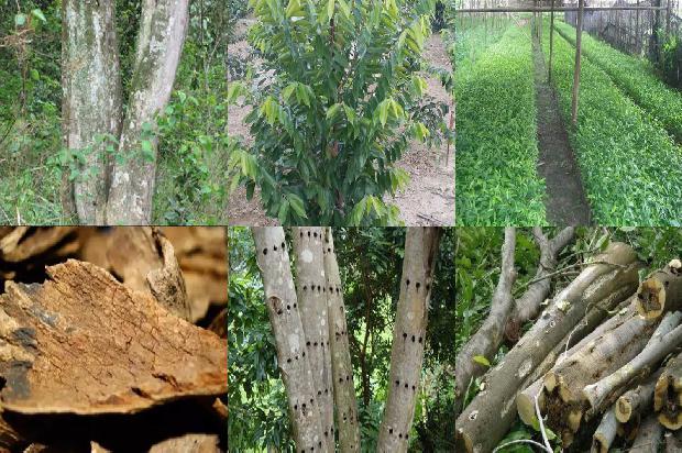 沉香曲价格1679271758200 沉香曲价格1679271758200