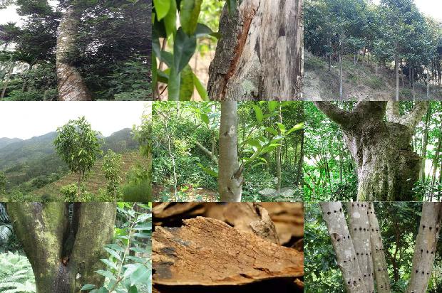 清沉香价格1679272234147 清沉香价格1679272234147