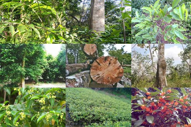 清沉香价格1679272234195 清沉香价格1679272234195