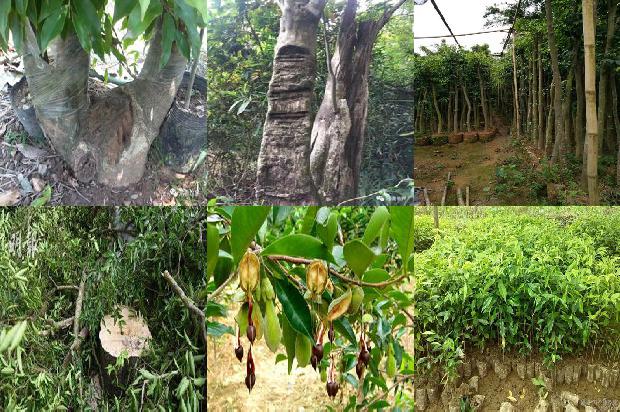 清沉香价格1679272234242 清沉香价格1679272234242