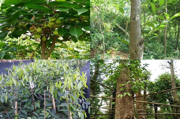 沉香价价格1679357349306 沉香价价格1679357349306