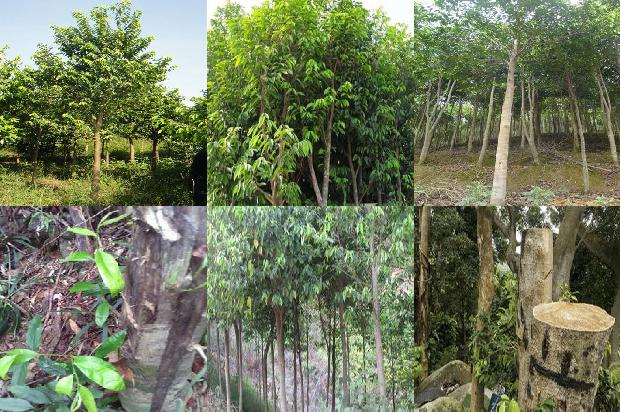 沉香价价格1679357349354 沉香价价格1679357349354