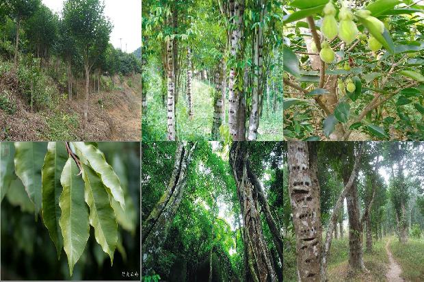 沉香价价格1679357349402 沉香价价格1679357349402