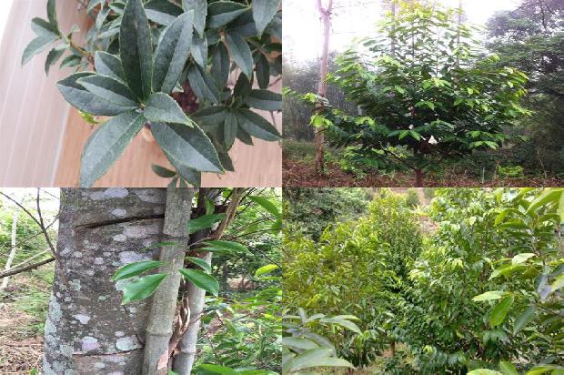 沉香的品种及价格1679357576110 沉香的品种及价格1679357576110