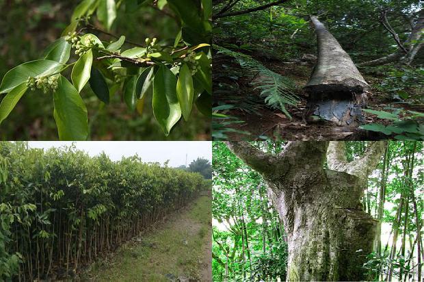 沉香的品种及价格1679357576158 沉香的品种及价格1679357576158