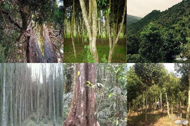 沉香的品种及价格1679357576205 沉香的品种及价格1679357576205