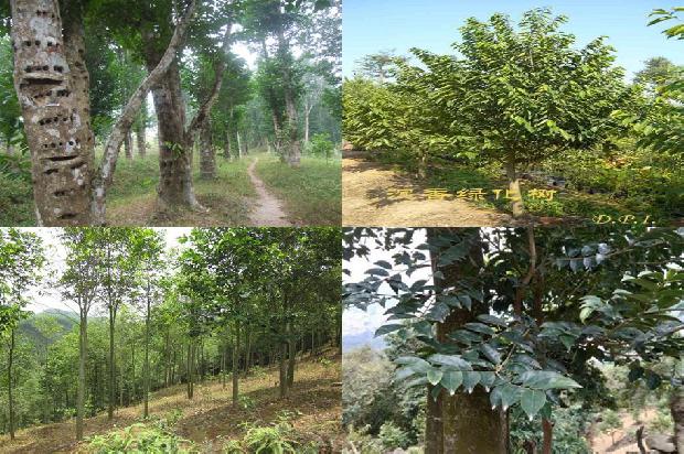 沉香的品种及价格1679357576253 沉香的品种及价格1679357576253