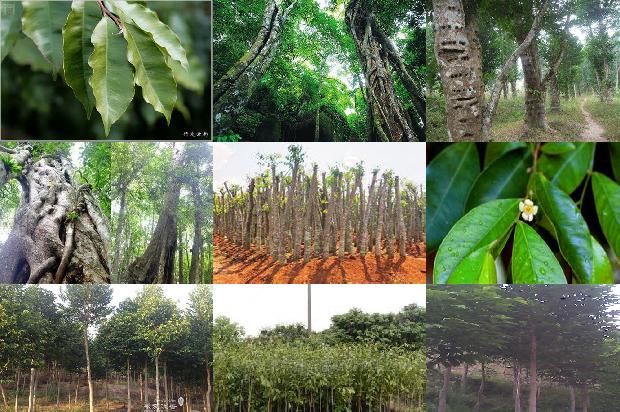 年沉香价格1679357746729 年沉香价格1679357746729