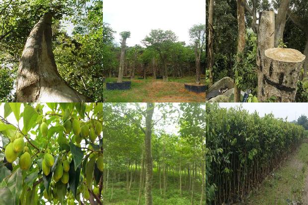 年沉香价格1679357746777 年沉香价格1679357746777