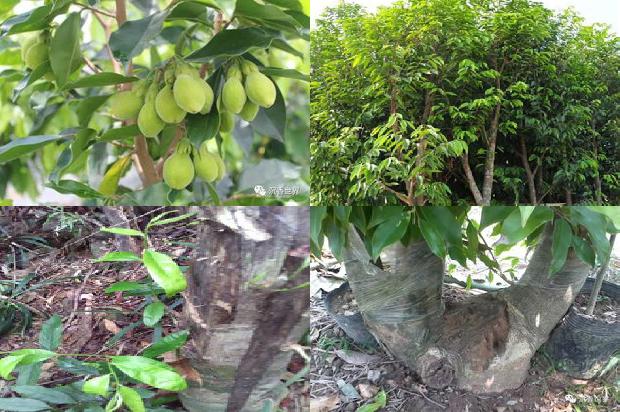 沉香礼盒价格1679358448374