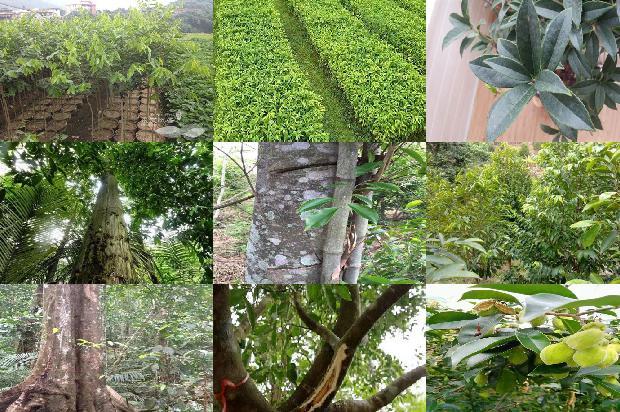 百年沉香价格1679444133060 百年沉香价格1679444133060