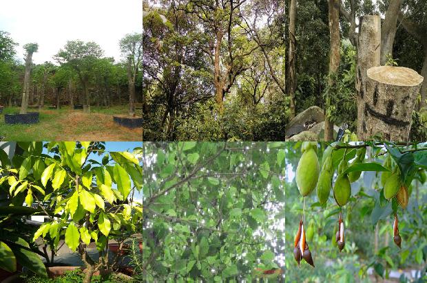 百年沉香价格1679444133107 百年沉香价格1679444133107