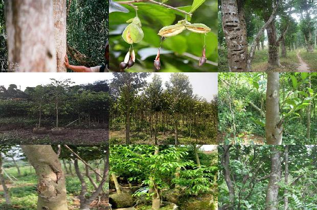 百年沉香价格1679444133155 百年沉香价格1679444133155