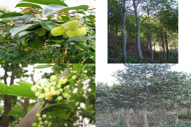 百年沉香价格1679444133202 百年沉香价格1679444133202