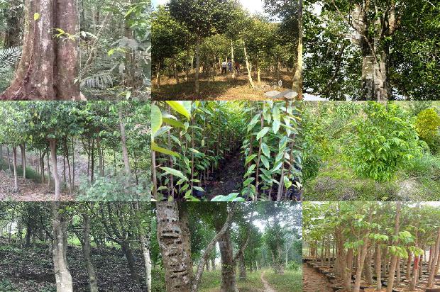 奇楠沉香价格行情1679444375193 奇楠沉香价格行情1679444375193