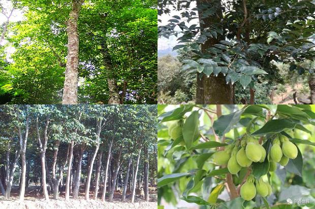 奇楠沉香价格行情1679444375240 奇楠沉香价格行情1679444375240