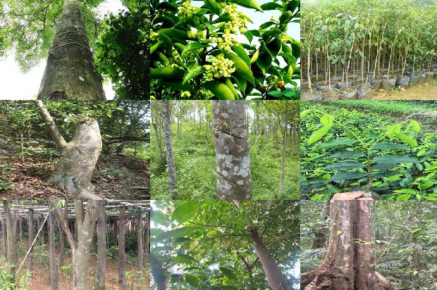 这个沉香的种类和价格1679444505946 这个沉香的种类和价格1679444505946