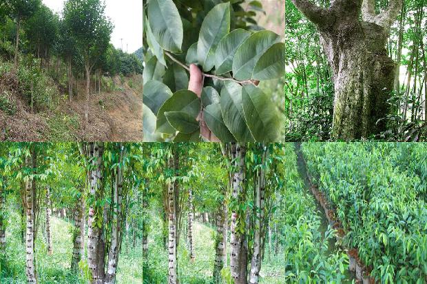 这个沉香的种类和价格1679444505992 这个沉香的种类和价格1679444505992