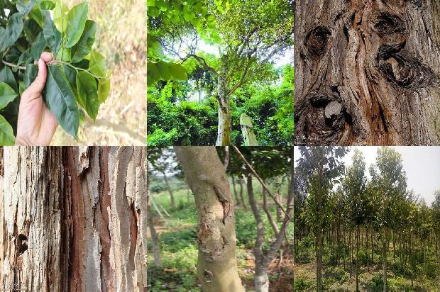 沉香的单价1679444993351 沉香的单价1679444993351