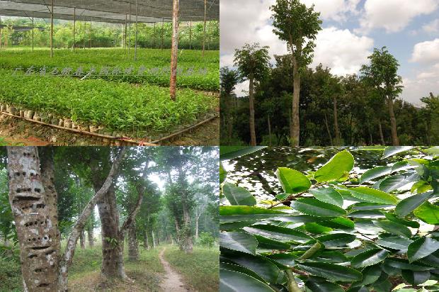 沉香的单价1679444993399 沉香的单价1679444993399