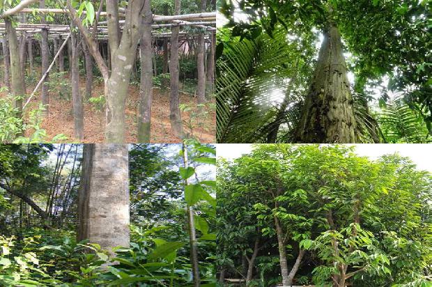 沉香的单价1679444993445 沉香的单价1679444993445