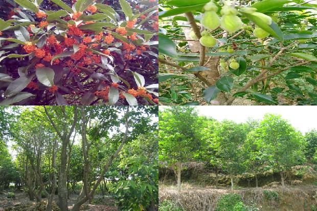 沉香的单价1679444993493 沉香的单价1679444993493