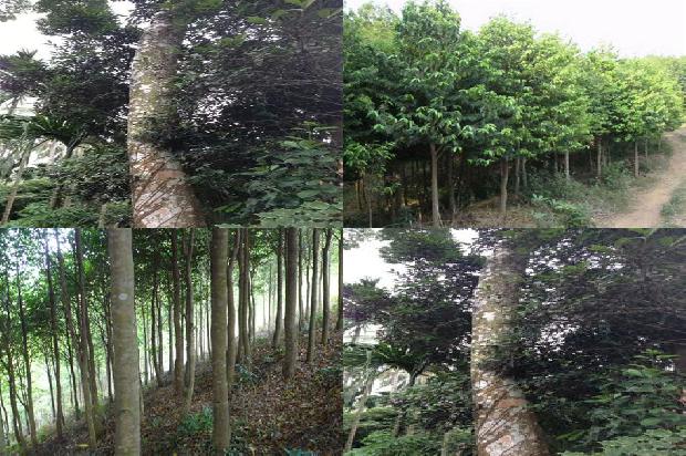 沉香药材价格1679530356380 沉香药材价格1679530356380