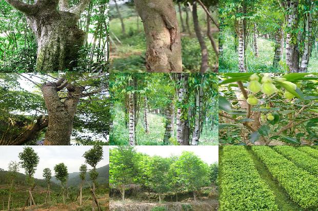 印度沉香价格1679530696426 印度沉香价格1679530696426