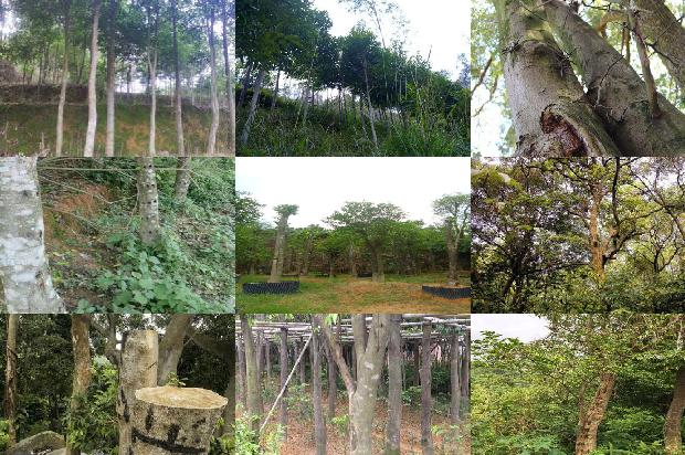 印度沉香价格1679530696473 印度沉香价格1679530696473