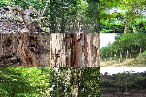 印度沉香价格1679530696521 印度沉香价格1679530696521