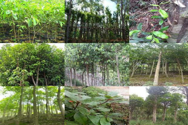 沉香印象价格1679530844838 沉香印象价格1679530844838