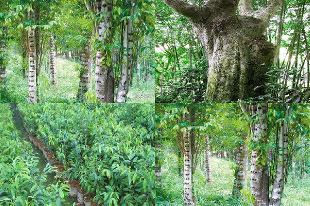 沉香印象价格1679530844886 沉香印象价格1679530844886