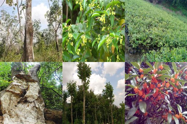 沉香的品种价格1679530995965 沉香的品种价格1679530995965