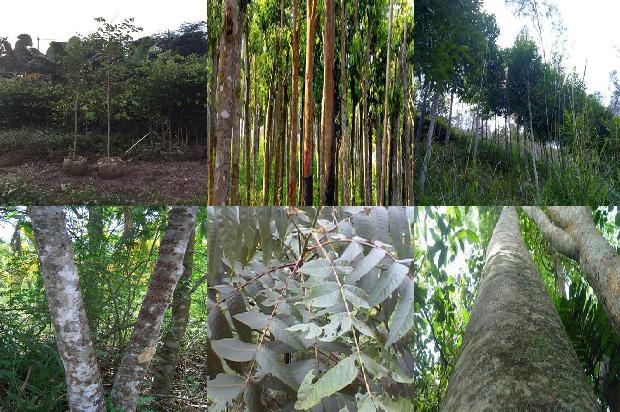 沉香品种及价格1679531256971 沉香品种及价格1679531256971