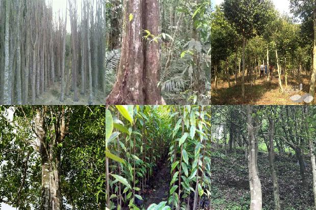 沉香品种及价格1679531257019 沉香品种及价格1679531257019