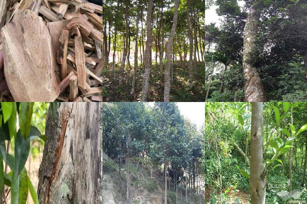 达拉干沉香克价多少才是真品1695514189970 达拉干沉香克价多少才是真品1695514189970