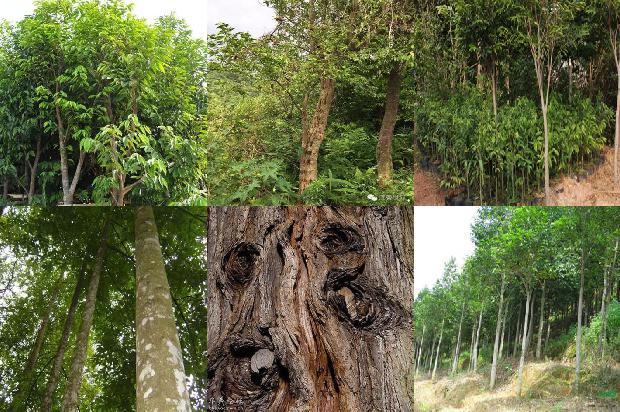 沉香苗木价格1679627122346 沉香苗木价格1679627122346