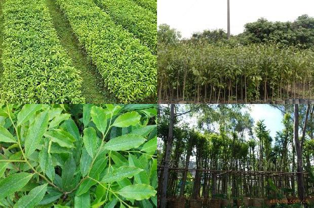 沉香苗木价格1679627122394 沉香苗木价格1679627122394