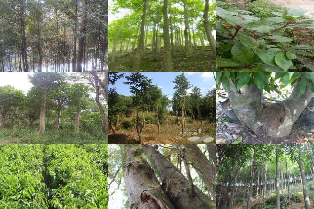 沉香苗木价格1679627122442 沉香苗木价格1679627122442