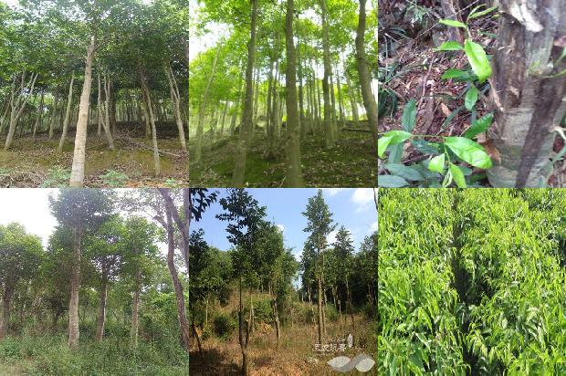 沉香收藏价格1679627266675 沉香收藏价格1679627266675