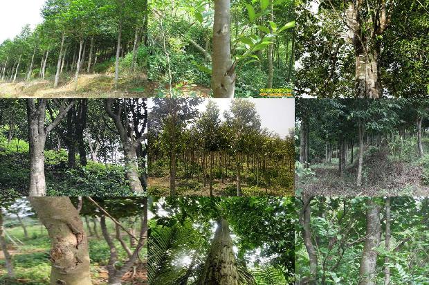 沉香收藏价格1679627266722 沉香收藏价格1679627266722