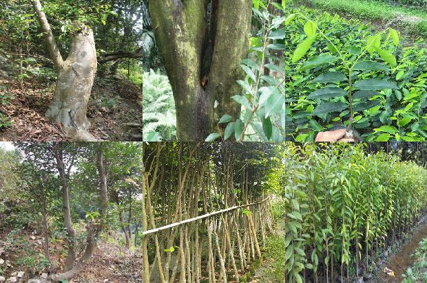 奇楠沉香的市场价值1679627517590 奇楠沉香的市场价值1679627517590