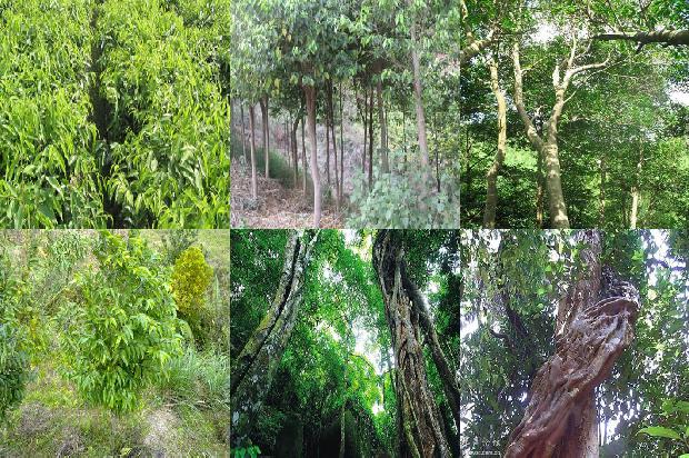 奇楠沉香的市场价值1679627517638 奇楠沉香的市场价值1679627517638