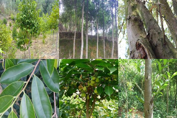 奇楠沉香的市场价值1679627517685 奇楠沉香的市场价值1679627517685