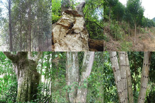 奇楠沉香的市场价值1679627517731 奇楠沉香的市场价值1679627517731