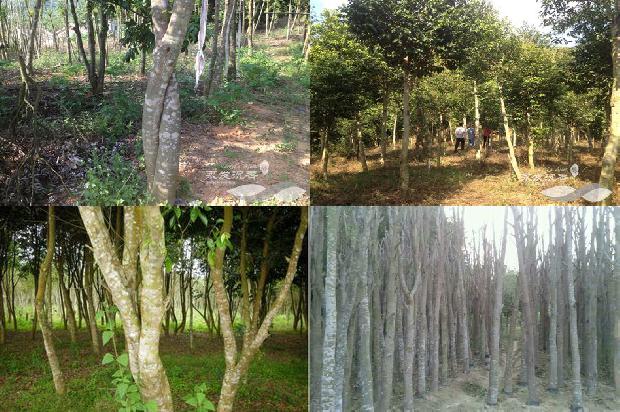 沉香的种类及价格1679627784040 沉香的种类及价格1679627784040