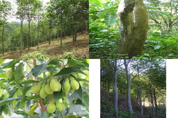 沉香的种类及价格1679627784087 沉香的种类及价格1679627784087